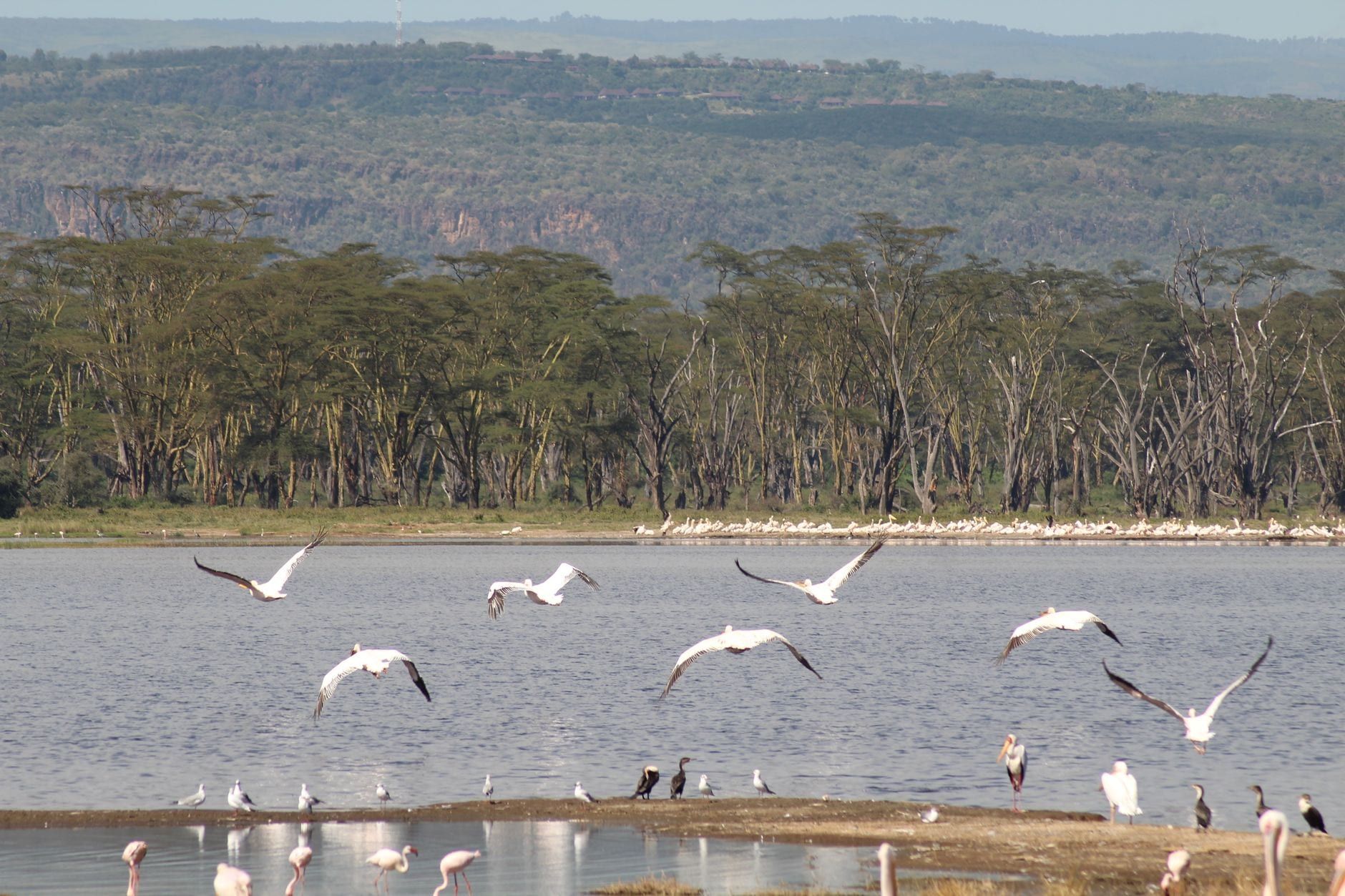 Pelicans fly low over the waters of Lake Nakuru with dense acacia forests and rolling hills in the background.