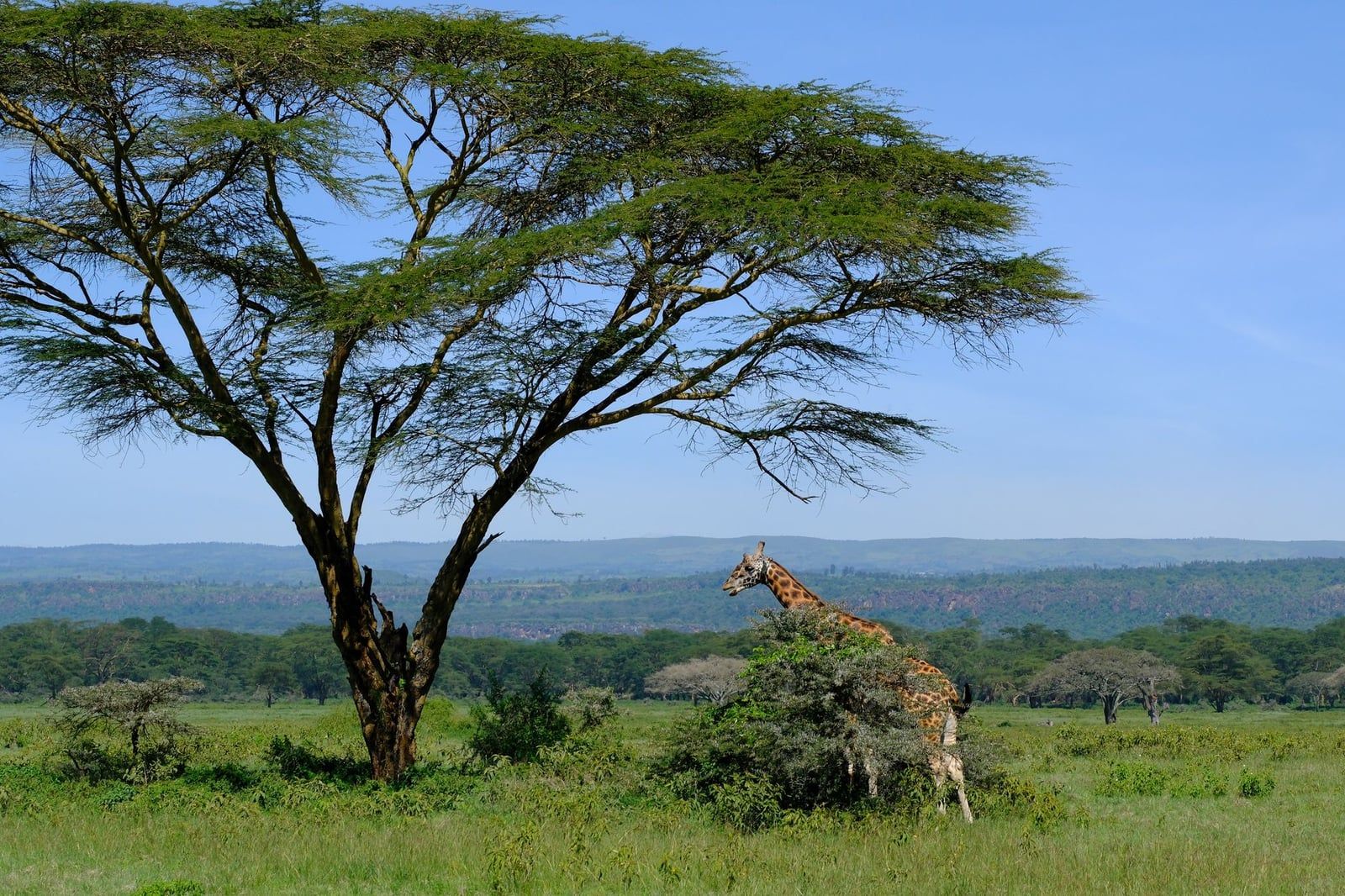A giraffe standing beside a bush beneath a large umbrella acacia tree in Lake Nakuru, Kenya.