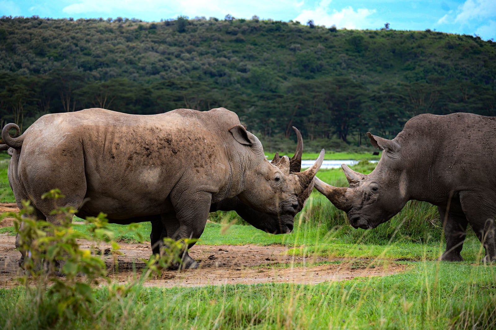 Two white rhinos face each other in a grassy field backed by wooded hills at Lake Nakuru.