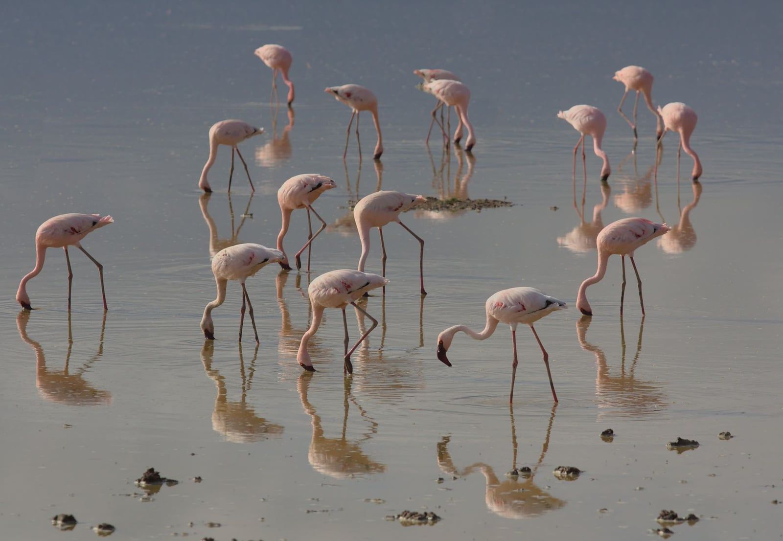 A flock of lesser flamingos wading and feeding in shallow water in Kenya, typical of the birdlife seen at Lake Nakuru.