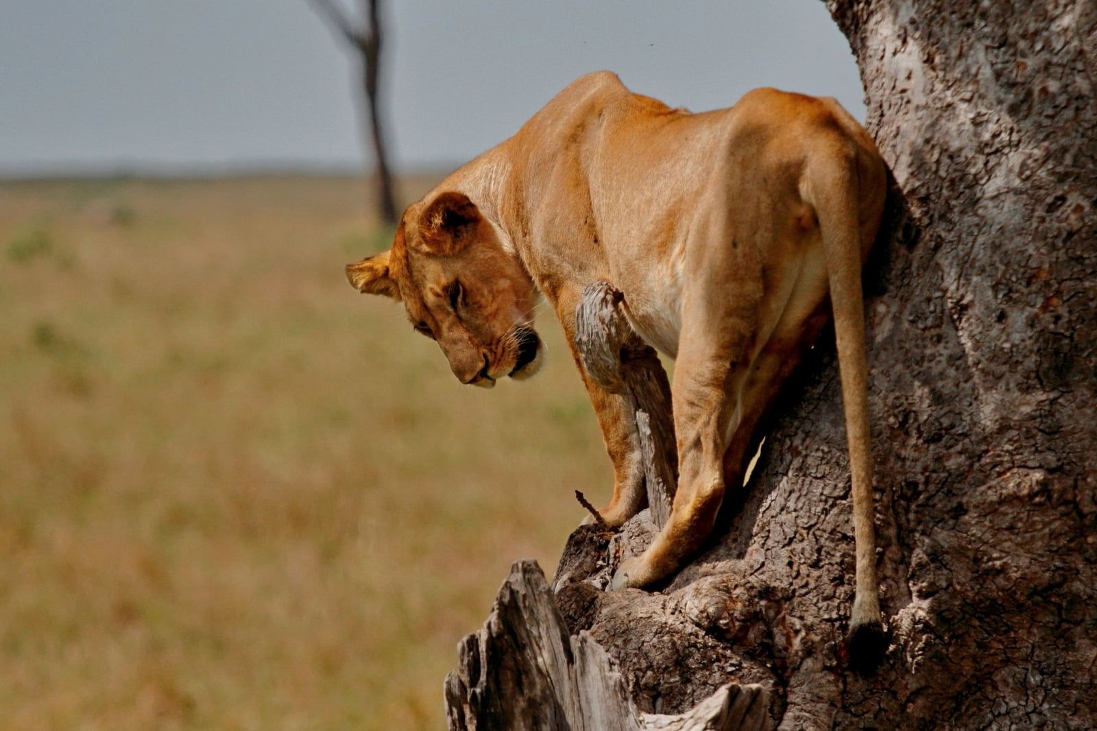 A lioness stands on the trunk of a tree overlooking the Kenyan savanna.