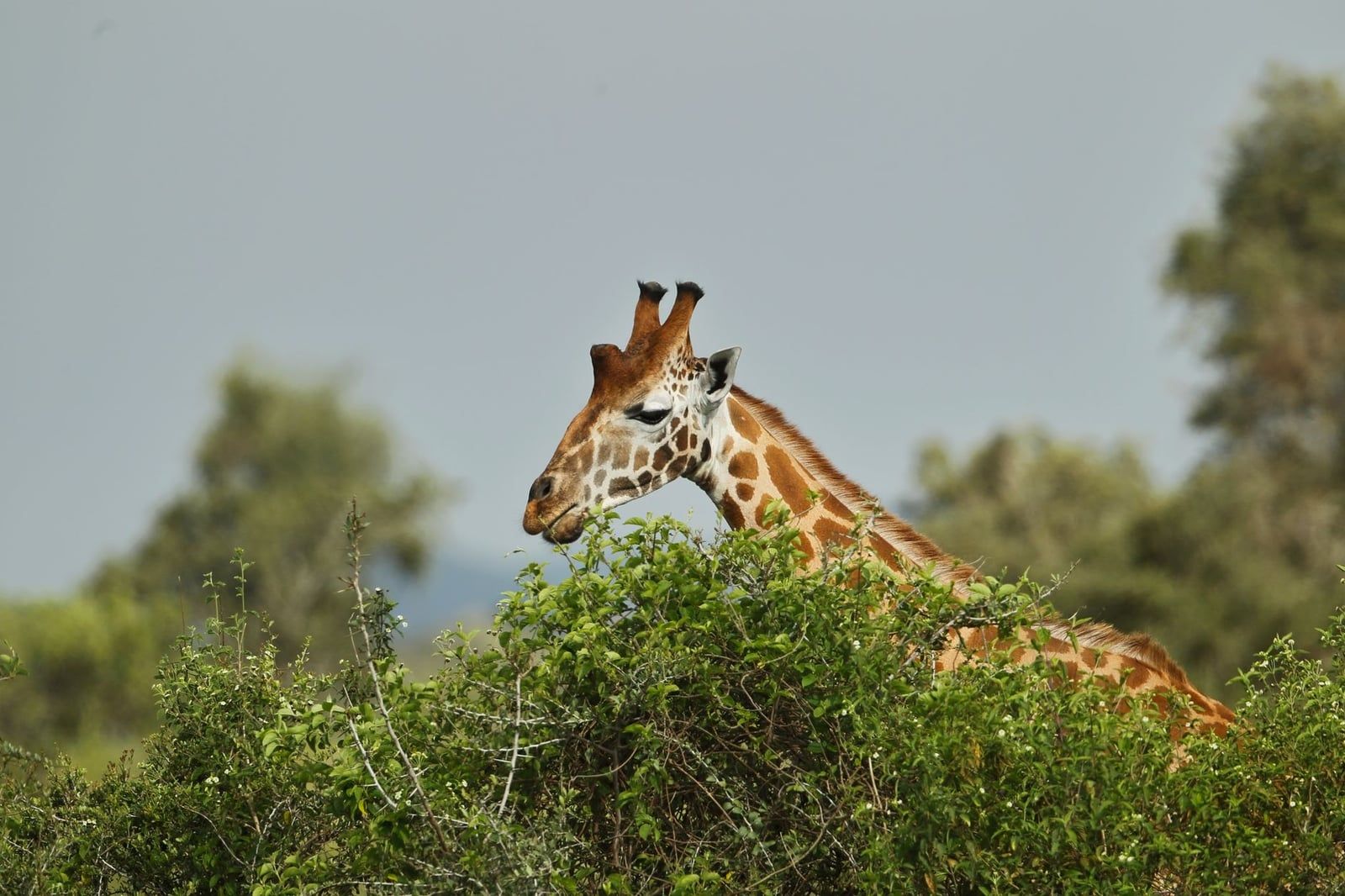A Rothschild's giraffe feeds on green foliage in Lake Nakuru, Kenya.
