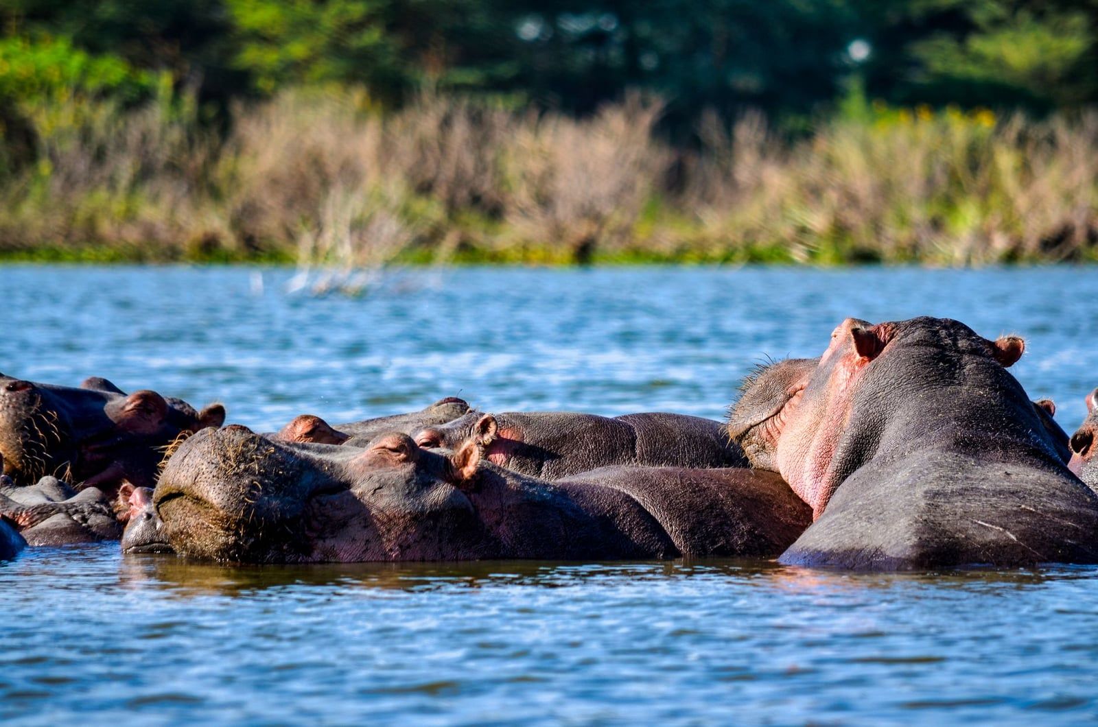 A group of hippopotamuses rest partially submerged in the water at Lake Nakuru.