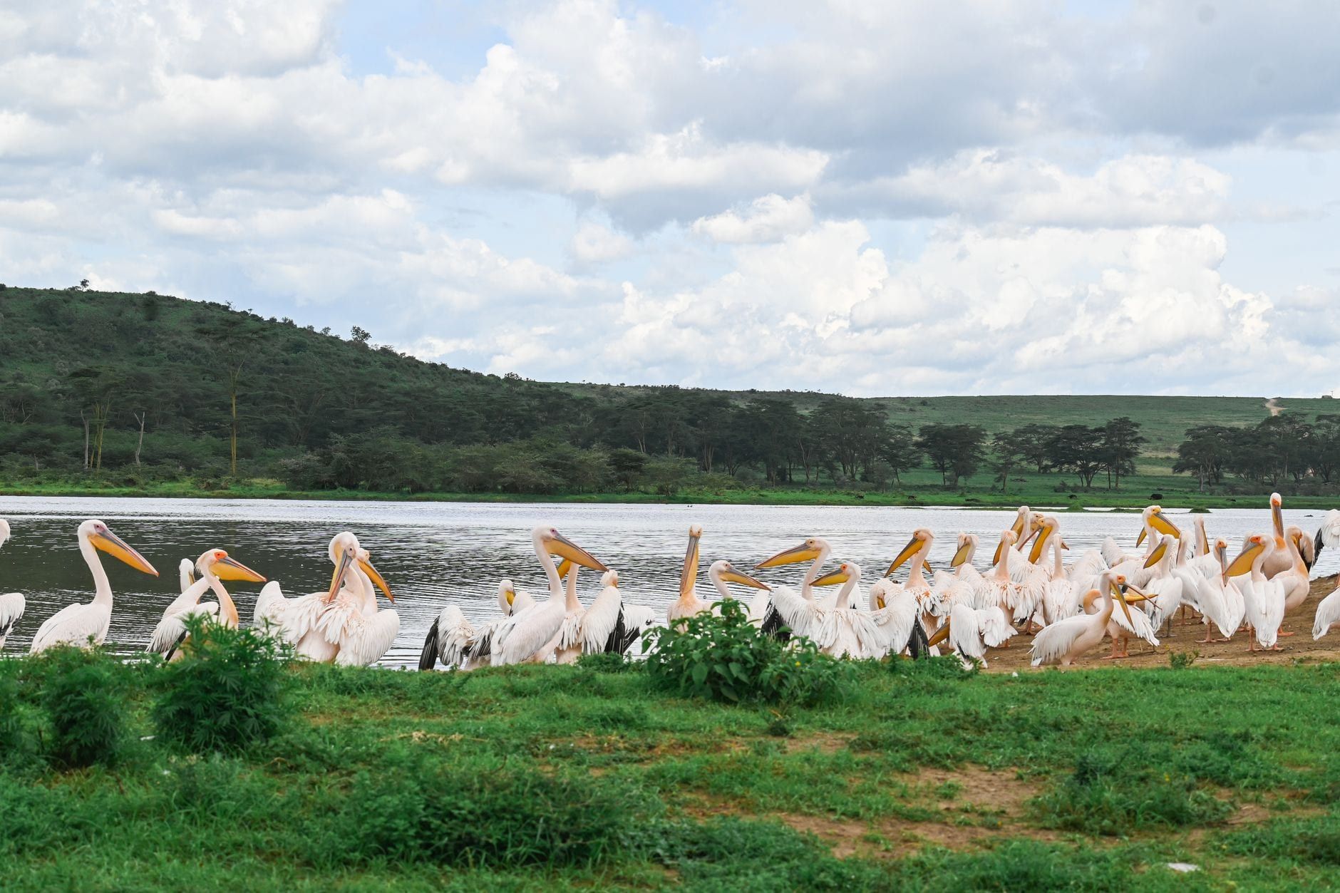 Eine Gruppe Rosapelikane versammelt sich am Ufer des Lake Nakuru vor rollenden grünen Hügeln und bewölktem Himmel.