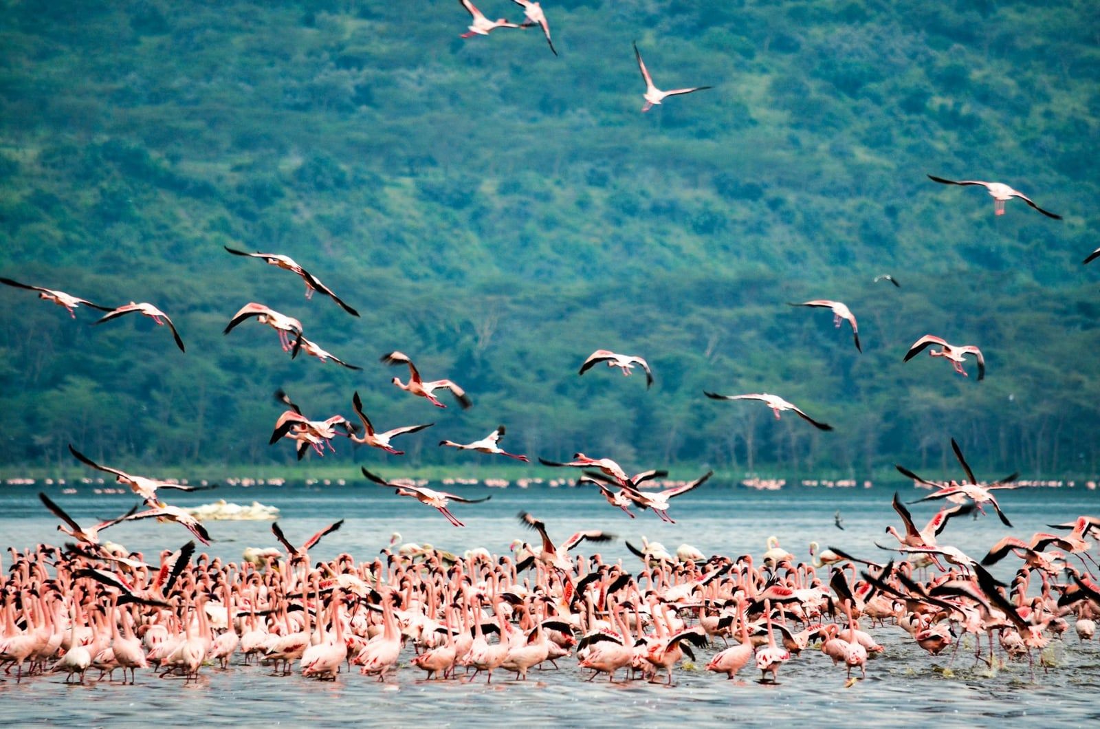 A large flock of flamingos wades and takes flight over the waters of Lake Nakuru against a lush green hillside.