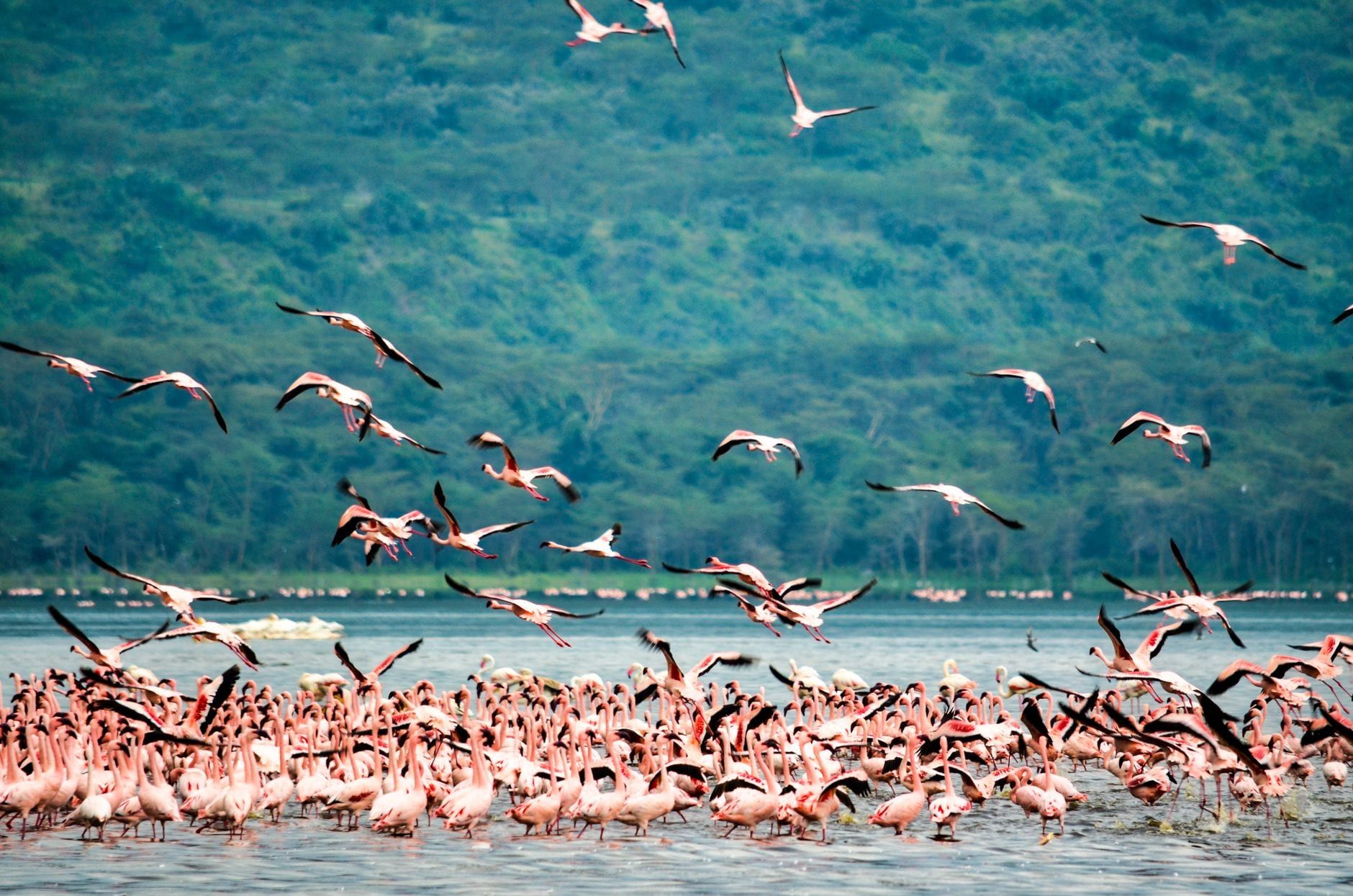 Ein großer Schwarm rosa Flamingos watet und hebt ab am Lake Nakuru, im Hintergrund üppige Hügel.