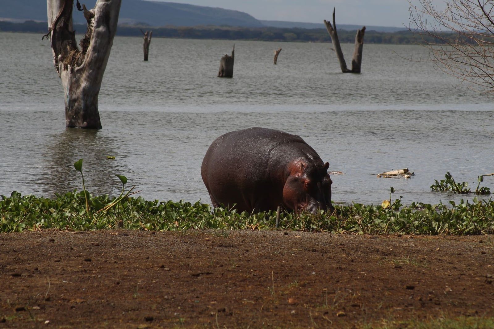 Un hippopotame broute le long de la rive du lac Naivasha près d'acacias morts dressés dans l'eau.