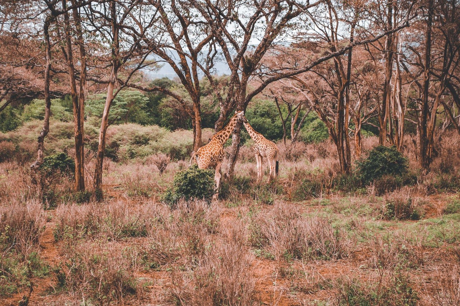 Deux girafes se tiennent parmi les acacias du parc national du lac Nakuru.