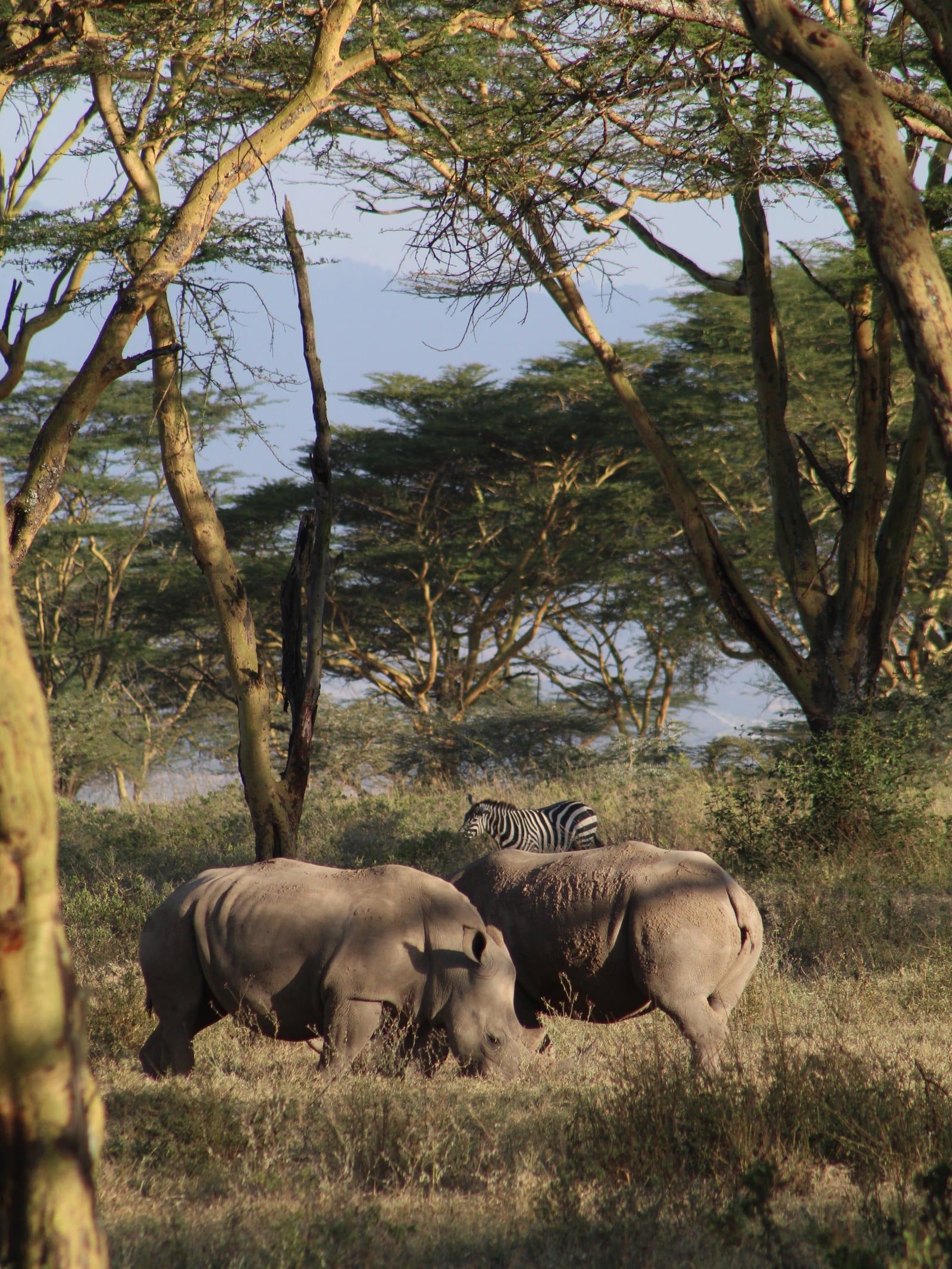 Lake Nakuru Ansicht