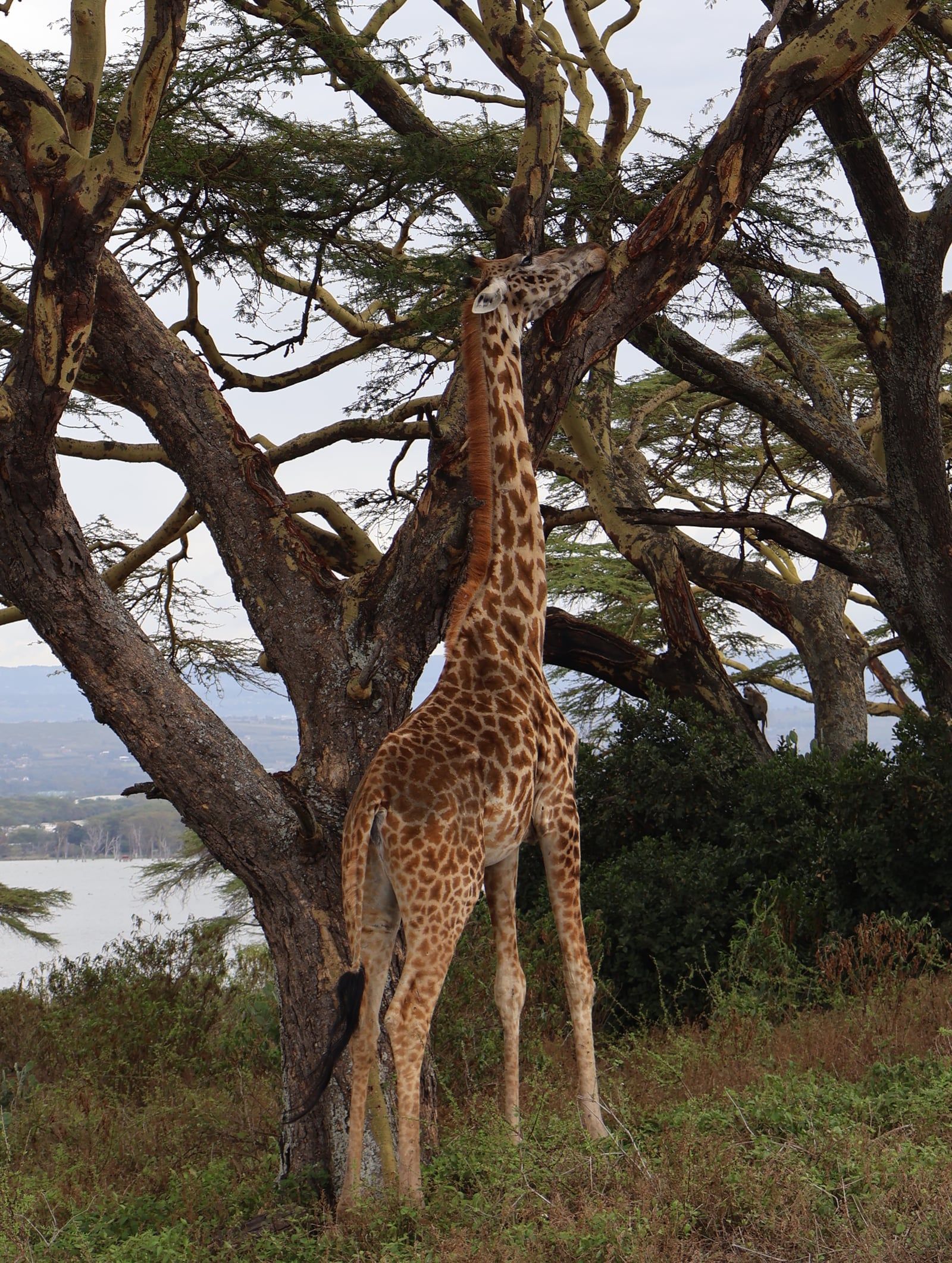 Lake Nakuru view